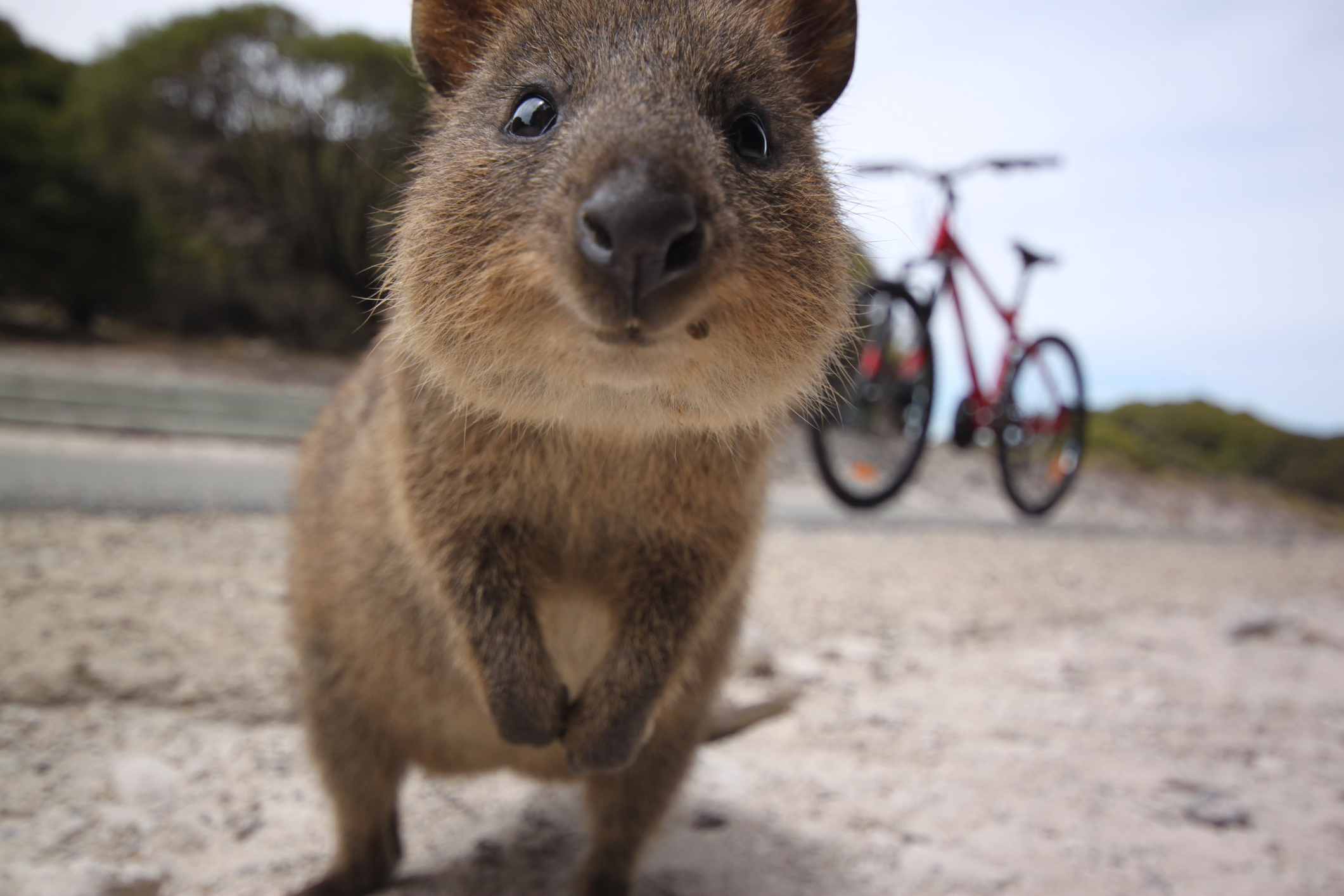 Picture of a quokka looking directly at the camera 